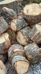 Kayu dadap